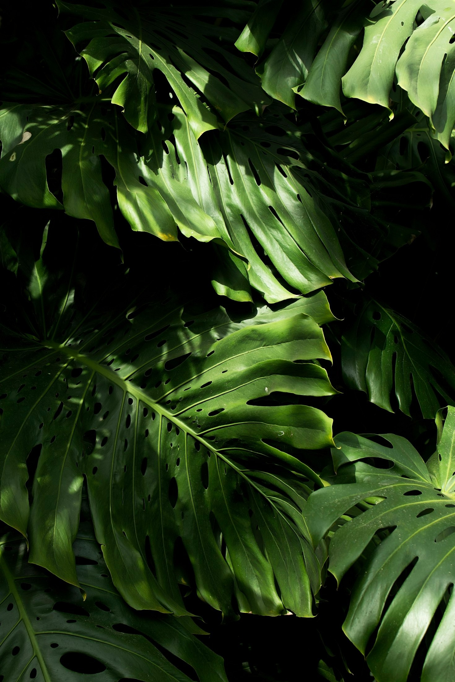 How Botanists Study Madagascar’s Unique Plant Life