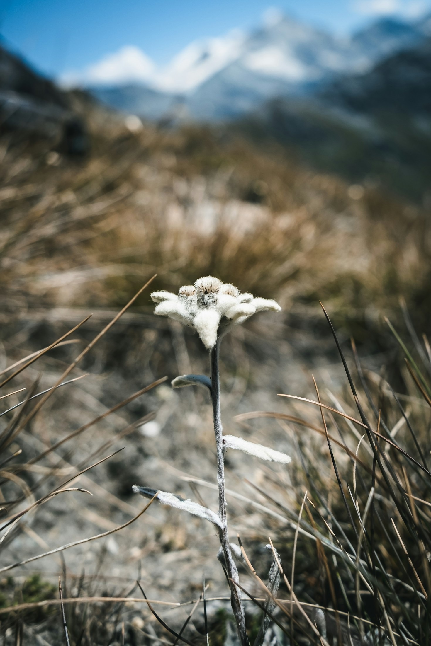 Traveling Madagascar: A Guide to Rare Plant Habitats