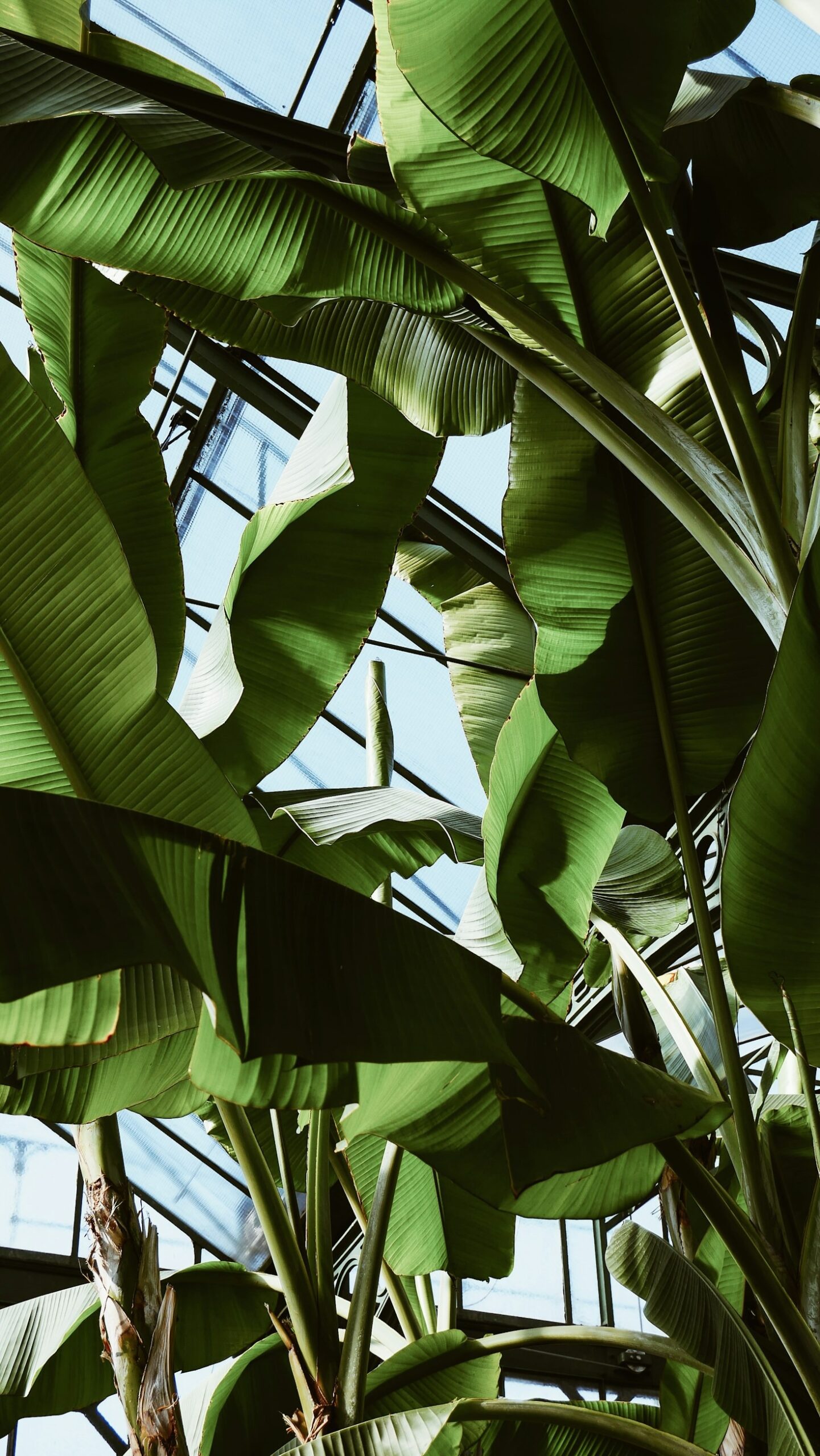 The History of Botanical Conservation in Madagascar